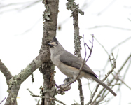 Black-crested Titmouse 7408